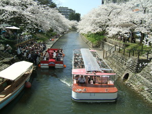 桜満開の松川遊覧船のりば2